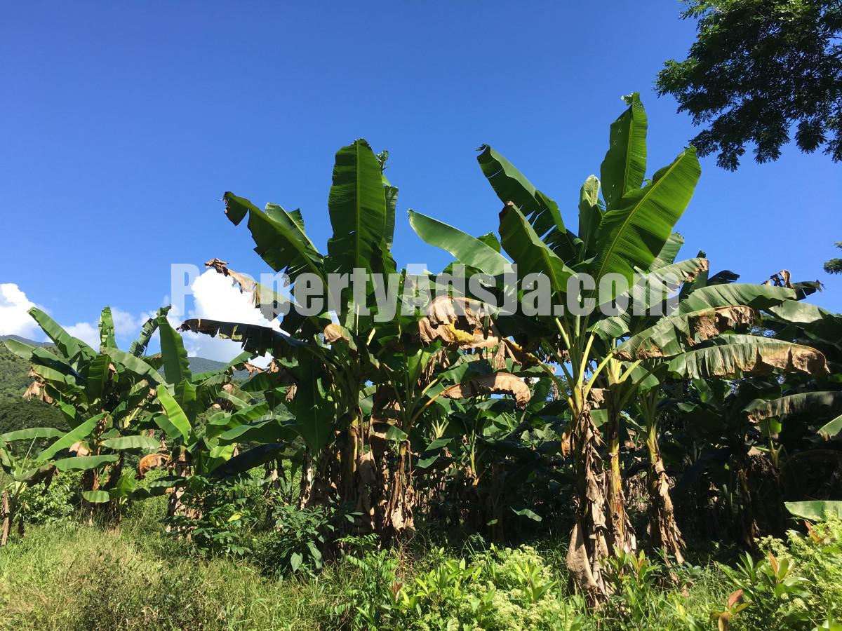 Commercial/farm land For Sale in Bath, St. Thomas, Jamaica