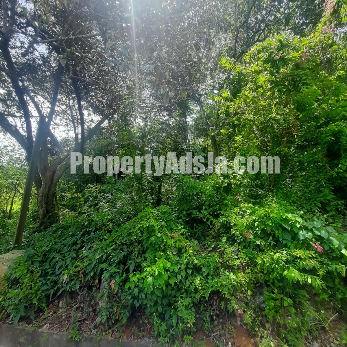 Land For Sale in Porus, Manchester, Jamaica
